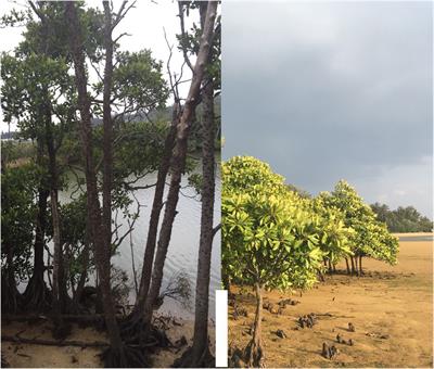 Mangrove Forests: Natural Laboratories for Studying Epigenetic and Climate Changes